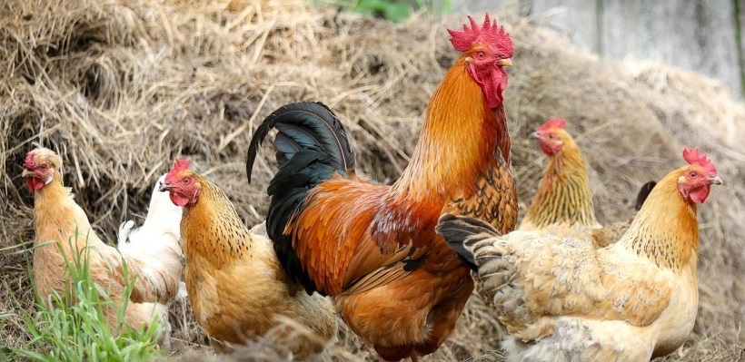 Baromfitartók számbavétele